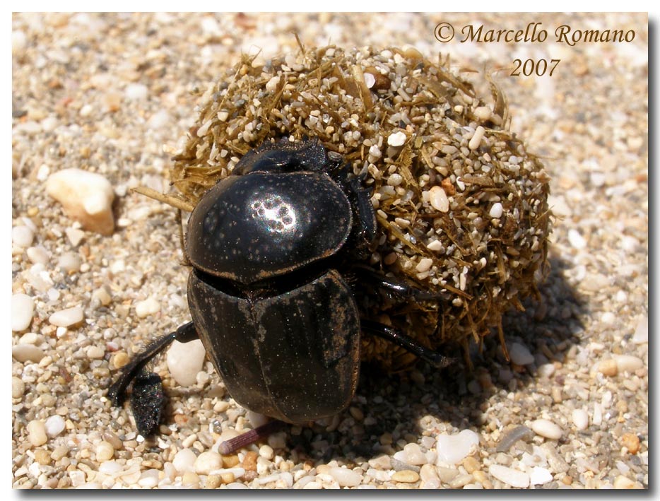Omaggio allo Scarabaeus semipunctatus (Col., Scarabaeidae)